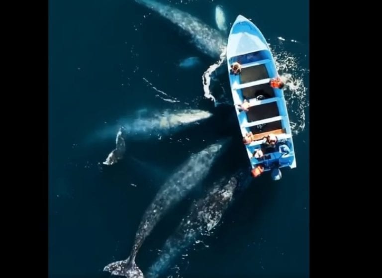 VIDEO: Espectacular avistamiento de ballenas grises en la Laguna de San Ignacio