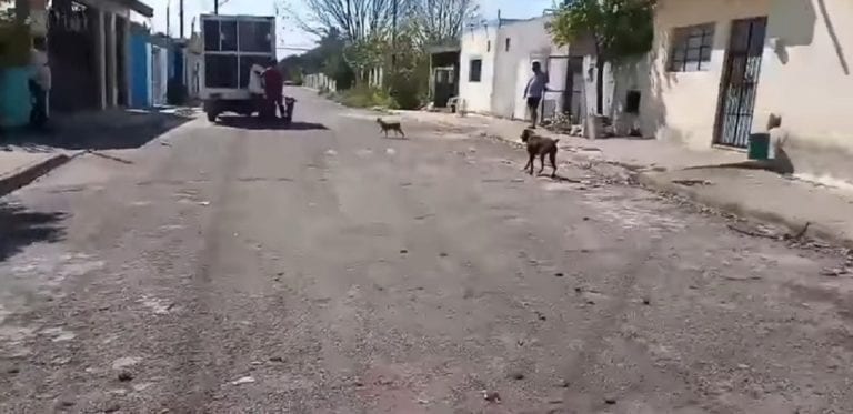 VIDEO: Perrera se lleva a mascotas en Mérida ¡hasta las que tienen dueño!