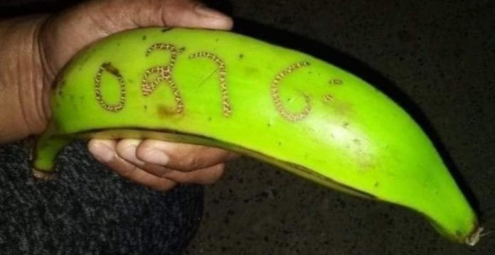 Cerca de 2 mil colombianos se sacaron la lotería. ¿Cómo? Jugaron con los números que alguien halló escritos en un plátano. ¿Qué tal?