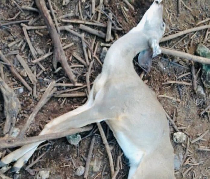 Mueren de hambre los animales ed Crococun