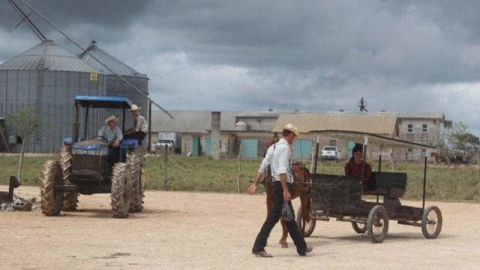Menonitas de Bacalar parten a Perú por más tierras y leyes ambientales menos estrictas