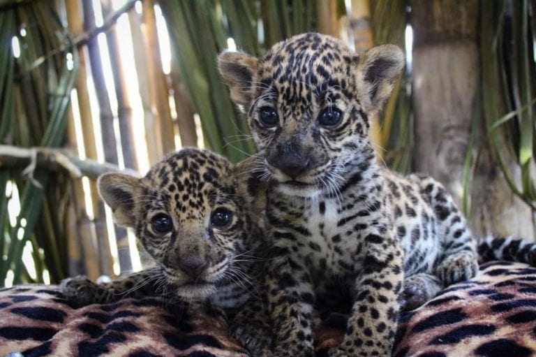 Liberan a dos jaguares hembra que hace 4 años fueron rescatadas en Calakmul