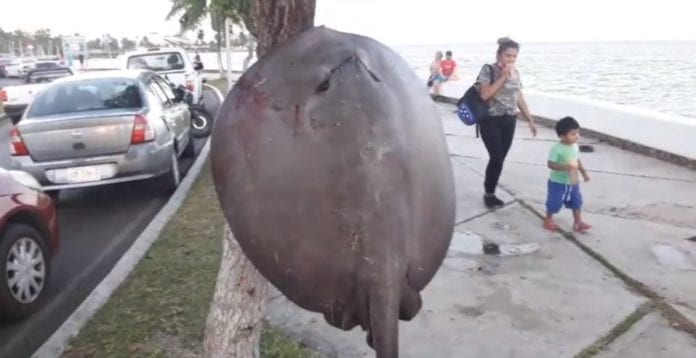 Chetumal: Exhiben en el Palacio de Gobierno a una mantarraya hasta desangrarse