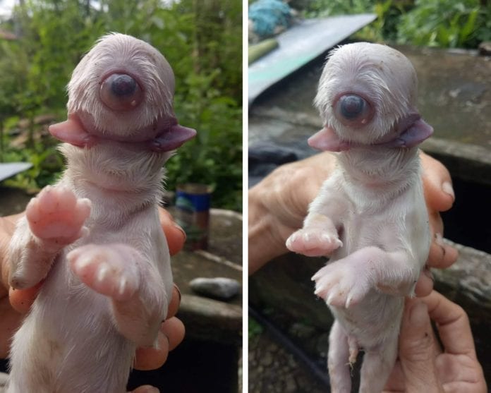 Nace perro con extraña genética, no tiene nariz y solo un ojo