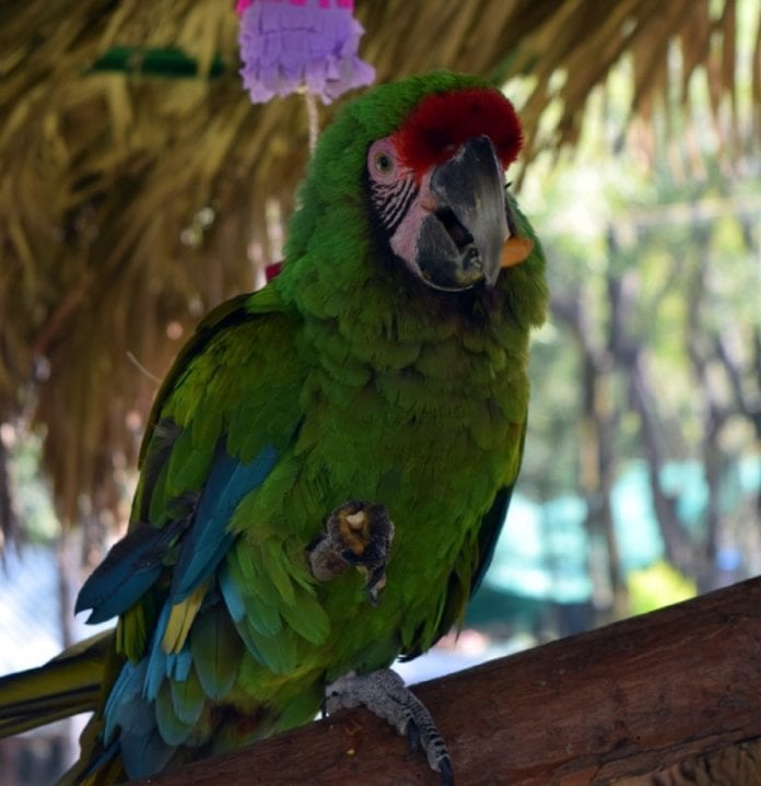 Dirección de Zoológicos y Conservación de la Fauna Silvestre