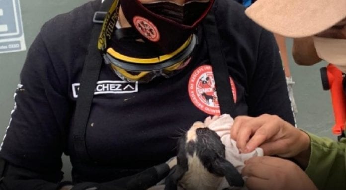 Un perrito estuvo atrapado en un pozo casi 36 horas; finalmente y tras varias horas de trabajo, los bomberos de Cancún pudieron rescatarlo