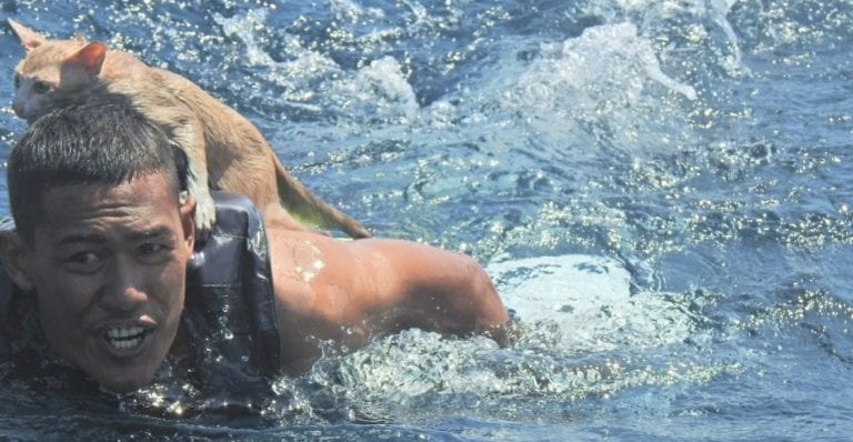 Marineros rescatan a los gatitos de un barco que se hundía en Tailandia