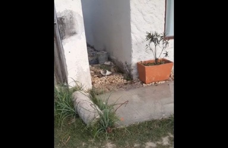 Denuncian a hotel Nómada en Holbox por desaguar en la vía pública