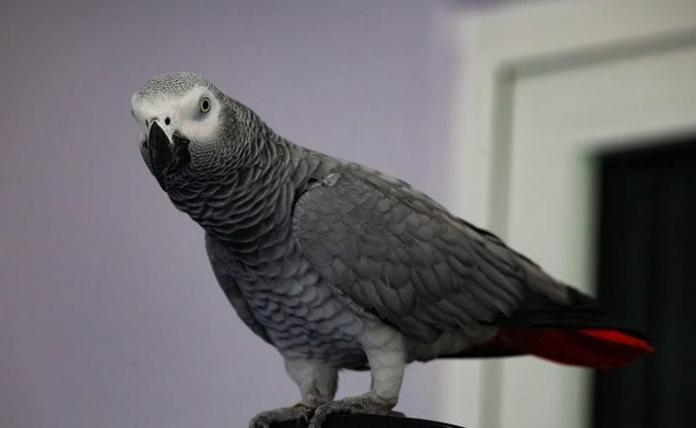 Loro británico se pierde durante años y regresa a casa hablando español