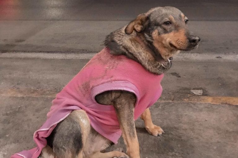 ‘Contratan’ a perrita callejera en una taquería y se vuelve viral por su trabajo