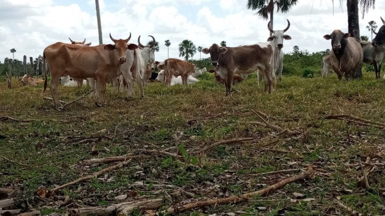 Carniceros de Chetumal usarán sus casas para sacrificar ganado por clausura de rastro
