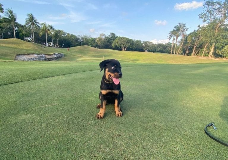 Intentan robarse a perrita frente a su dueña en Playacar
