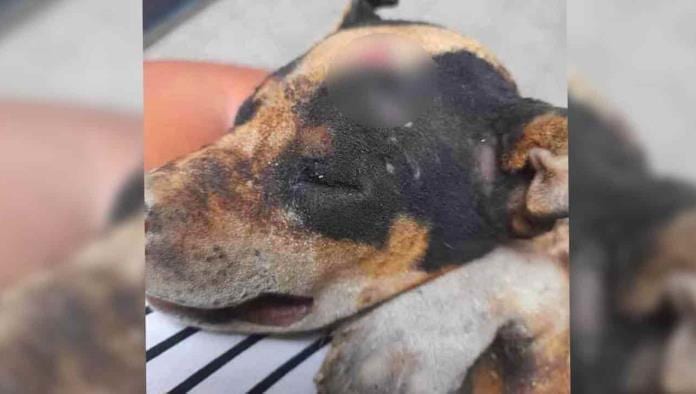 Adolescentes queman vivo a perro 'Huitzili' en Guanajato, piden dar con los responsables