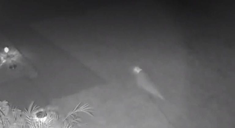 Video: ¿Será cierto? Mujer en Florida asegura ver a un bebé dinosaurio en su patio