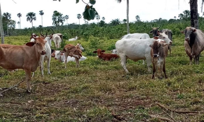Advierten que animales podrían morir de hambre en Lázaro Cárdenas por sequía