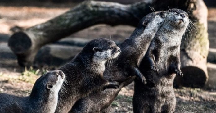 Tal como ha pasado con otros animales de zoológicos, ahora han sido nutrias las que han dado positivo a Covid-19; humanos las contagiaron