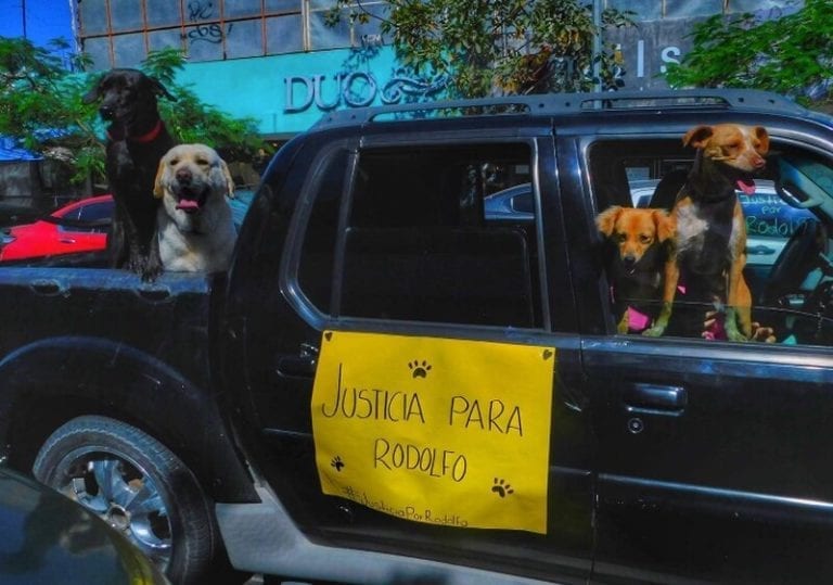 ‘Rodolfo corazón’: el caso de maltrato contra un perrito adoptado por vecinos en Los Mochis