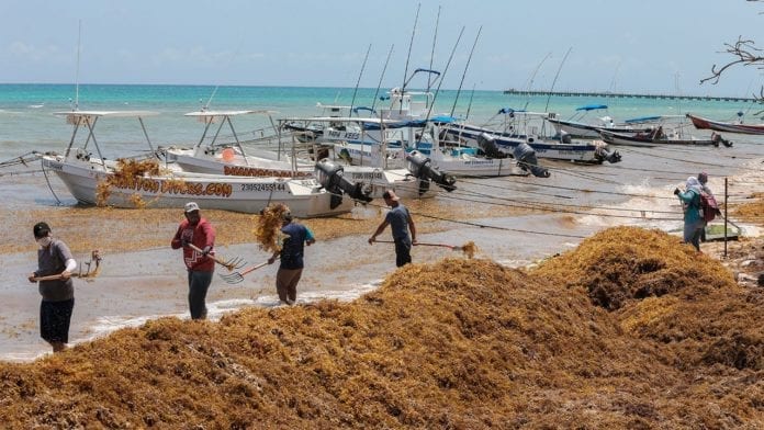 Fotogalería: Comienza la llegada masiva de sargazo a Quintana Roo