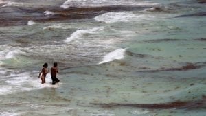 Fotogalería: Comienza la llegada masiva de sargazo a Quintana Roo