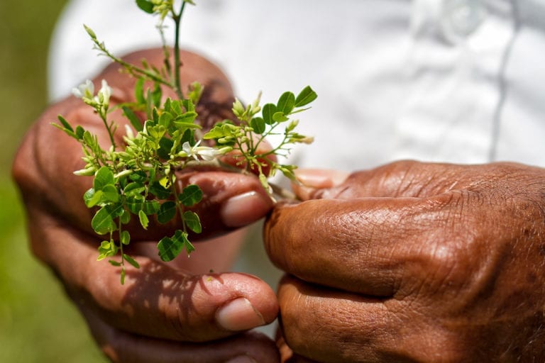 Negro 2020 para defensoras del medio ambiente: fueron asesinados 18 de estos guardianes