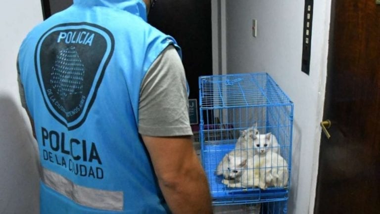 ¡Maltrato animal! Encuentran a 7 gatos congelados y a otros 17 en estado de abandono
