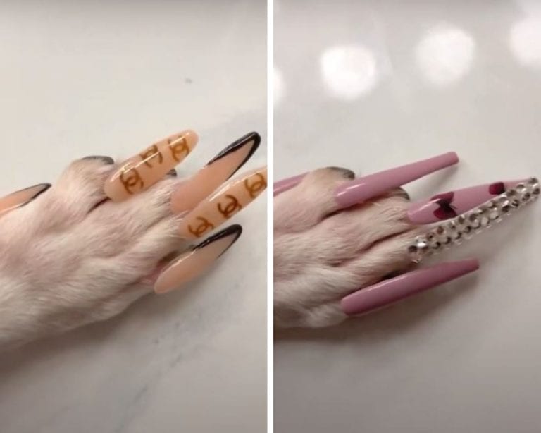 Video: Influencer es severamente criticada por ponerle uñas postizas a su perro
