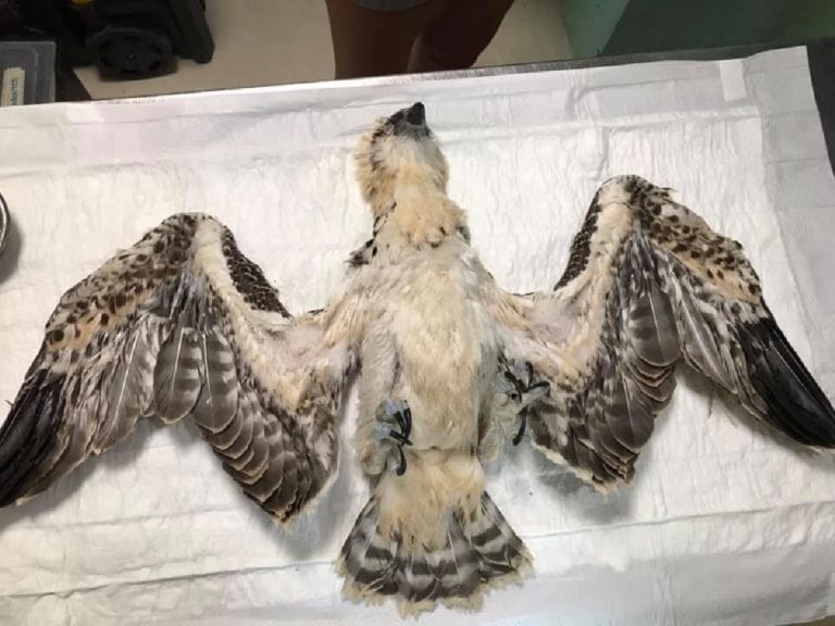 Peligran especies como águila pescadora por uso de drones en Área Natural Protegida de Holbox