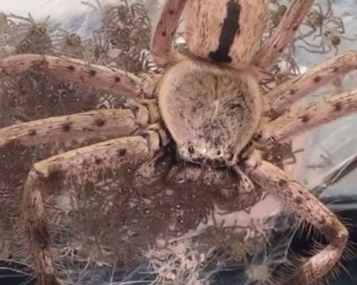 Una mujer fanática de la entomología, el estudio de los insectos, ayudó a una enorme araña con dificultades para dar a luz a tener sus crías, cerca de 200.