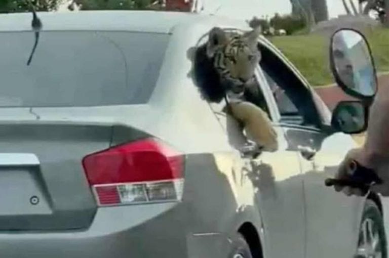 VIDEO: Captan a tigre de bengala pasear en auto por zona turística de Mazatlán