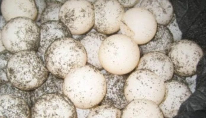 Aumenta por pandemia robo de huevos de tortuga en Quintana Roo