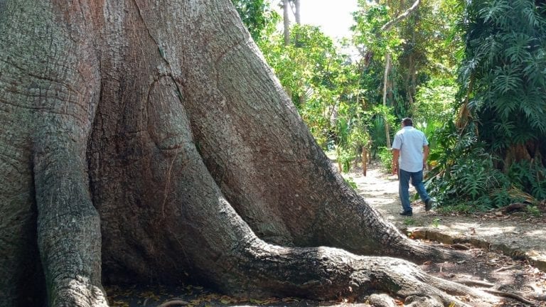 Pocas visitas de turistas en la Legendaria Ceiba de Solferino durante Semana Santa