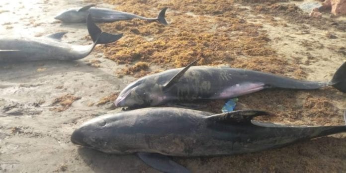 Aparecen muertos 60 delfines y otros peces en playas de Ghana, investigan las causas