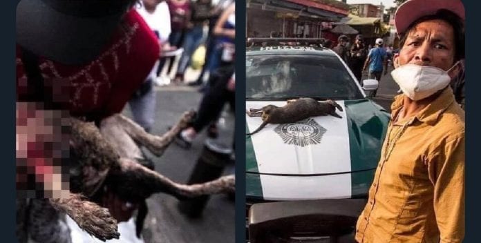 Un policía mató a un perro a balazos durante un operativo en la Ciudad de México; el hecho se ha denunciado en las redes sociales