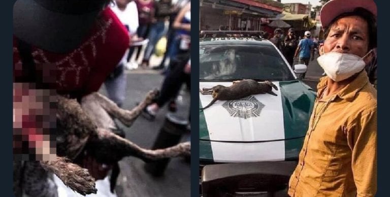 Un policía mató a un perro a balazos durante un operativo en la Ciudad de México; el hecho se ha denunciado en las redes sociales