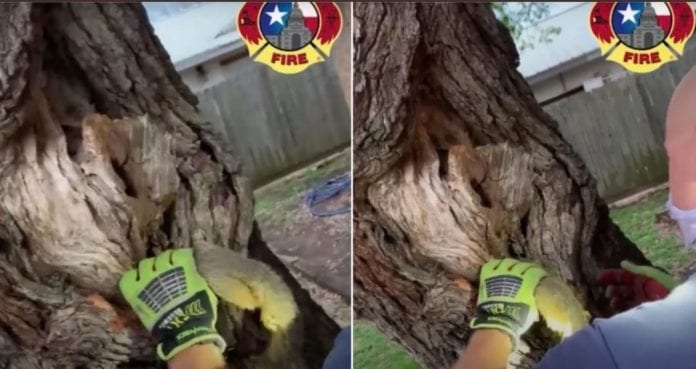 Unos heroicos bomberos rescatan a ardilla que se había quedado atorada en un árbol; todo el incidente quedó grabado