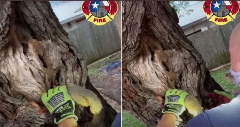 Unos heroicos bomberos rescatan a ardilla que se había quedado atorada en un árbol; todo el incidente quedó grabado
