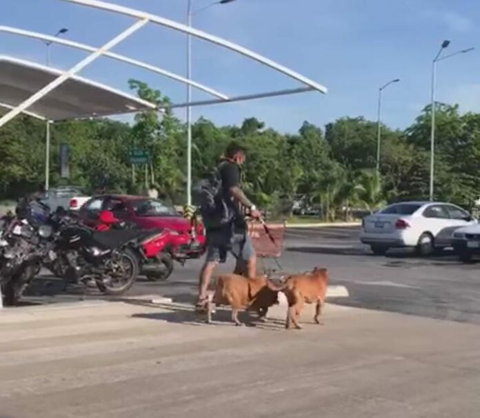 Pitbull ataca y mata al chihuahueño de un abuelito en Chedraui Playa del Carmen; dueño huye
