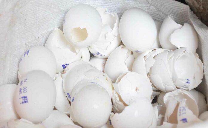 Buscan descontaminar el Río Lerma; tú puedes ayudar donando cascarón de huevo