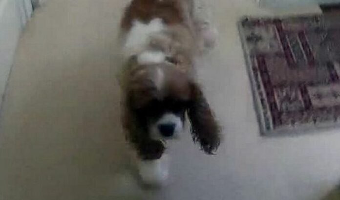 Dejan en libertad a pareja que atropelló y mató a ladrón que entró a su negocio