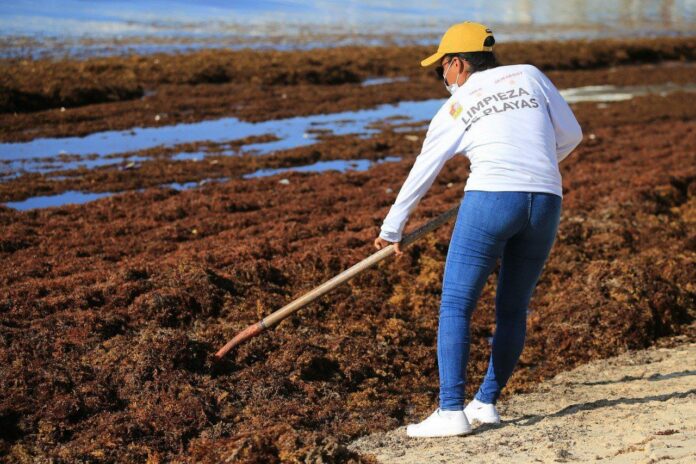 A diario, en Playa del Carmen se recolecta el mayor número de toneladas de sargazo, a través de los 120 trabajadores y operadores de maquinaria