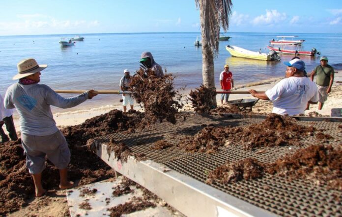 Redobla Puerto Morelos esfuerzos para limpiar playas ante recale de sargazo