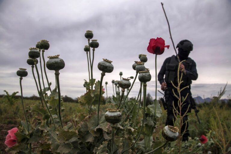 ONU ubica a México como el tercer productor global de opio en el mundo