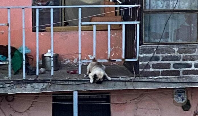 Denuncian en redes que un perrito pug pasa sus días bajo la lluvia; está en un balcón y no tiene cómo protegerse; piden lo rescaten