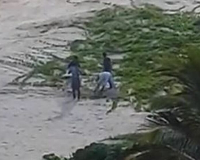 VIDEO: Denuncian saqueo a nido y degollamiento de una tortuga en Yucatán