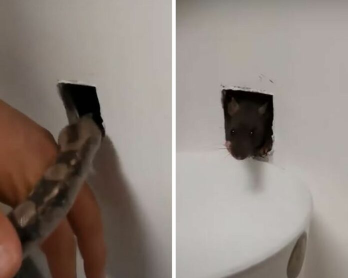 VIDEO: Fumigan vivienda llena de ratones usando una serpiente