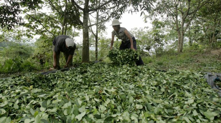 Producción de cocaína en Colombia y Perú batió récords