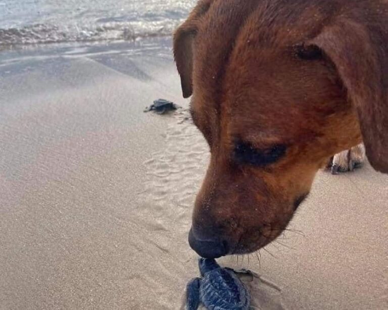 “Solovino”, el perro que ayuda a las crías de tortuga a llegar al mar
