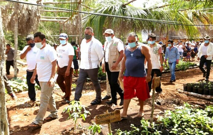 Impulsan actividad agrícola en Tulum con apoyos del programa 'Sembrando Vida'