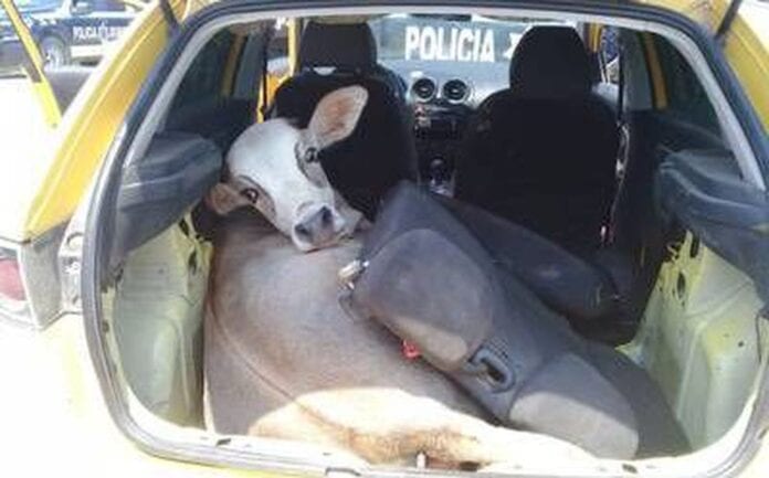 Realizan revisión policial en retén de tabasco por armas, encuentran una res robada