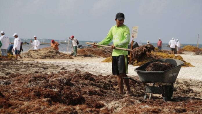 ¡No se detienen! Refuerzan trabajos de limpieza en playas de Tulum